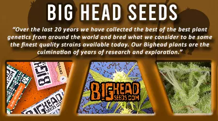 Big Head Cannabis Seeds