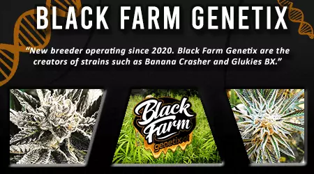 Black Farm Genetix Cannabis Seeds