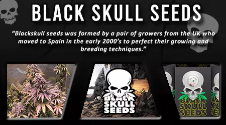 Black Skull Cannabis Seeds
