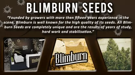 Blim Burn Cannabis Seeds