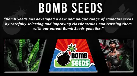 Bomb Cannabis Seeds