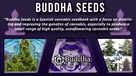 Buddha Cannabis Seeds