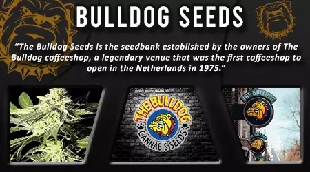 Bulldog Cannabis Seeds