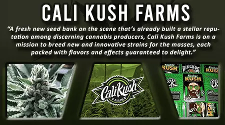 Cali Kush Farms Cannabis Seeds