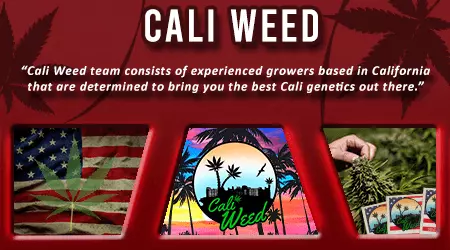 Cali Weed Cannabis Seeds