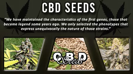 CBD Cannabis Seeds