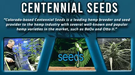 Centennial Cannabis Seeds