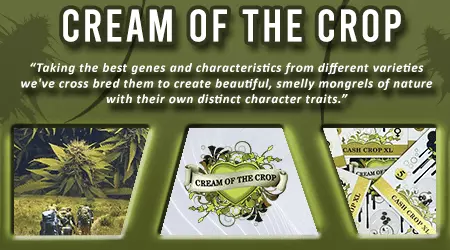 Cream Of The Crop Cannabis Seeds