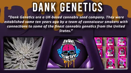 Dank Genetics Cannabis Seeds