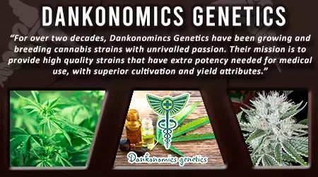Dankonomics Cannabis Seeds