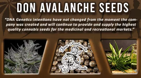 Don Avalanche Cannabis Seeds