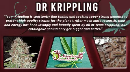 Dr Krippling Cannabis Seeds