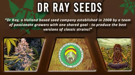 Dr Ray Cannabis Seeds