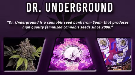 Dr Underground Cannabis Seeds
