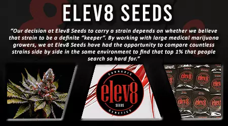 Elev8 Cannabis Seeds