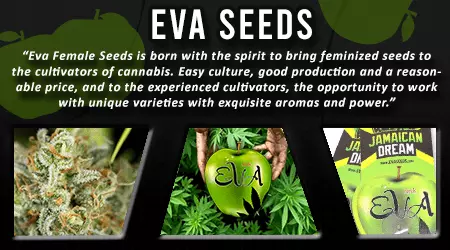 Eva Cannabis Seeds