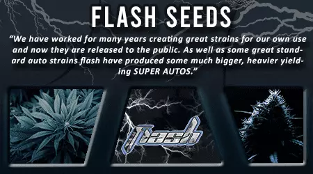 Flash Cannabis Seeds