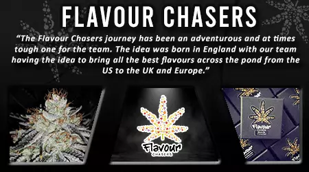 Flavour Chasers Cannabis Seeds