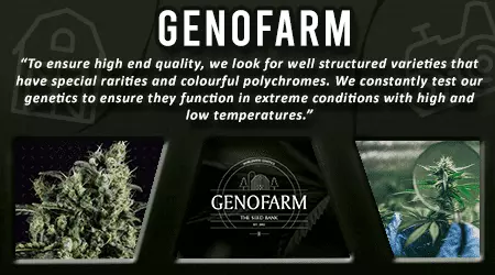 Genofarm Cannabis Seeds