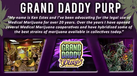 Grand Daddy Purp Cannabis Seeds