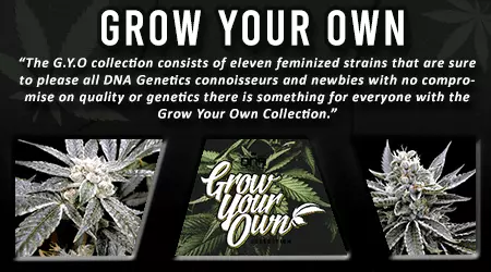 Grow Your Own Cannabis Seeds