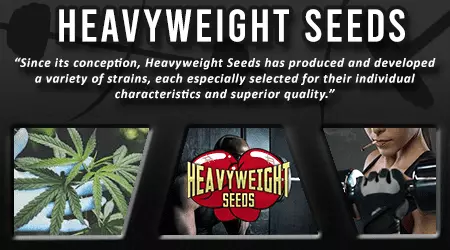 Heavy Weight Cannabis Seeds