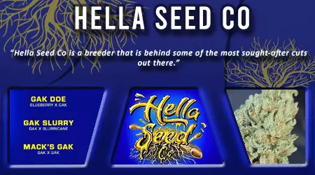 Hellaseed Co Cannabis Seeds