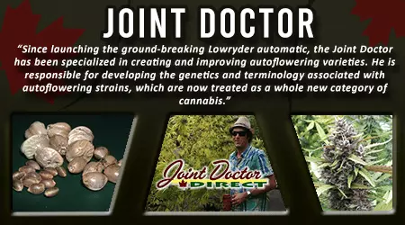 Joint Doctor Cannabis Seeds