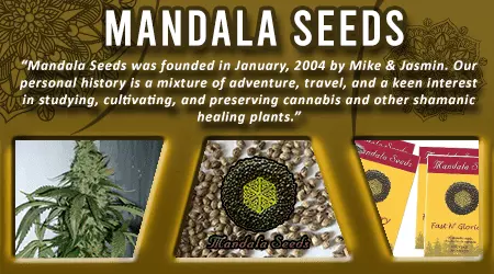 Mandala Cannabis Seeds