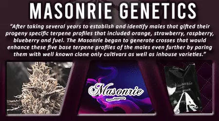 Masonrie Genetics Cannabis Seeds