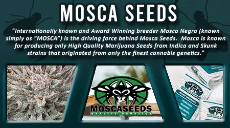 Mosca Cannabis Seeds