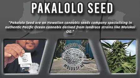 Pakalolo Cannabis Seeds