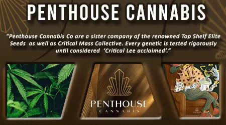 Penthouse Cannabis Seeds