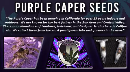 Purple Caper Cannabis Seeds