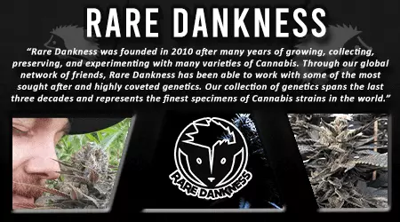 Rare Dankness Cannabis Seeds