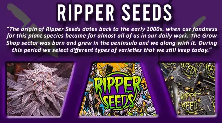 Ripper Cannabis Seeds