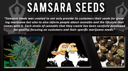 Samsara Cannabis Seeds