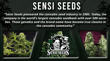 Sensi Cannabis Seeds