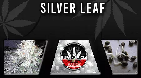 Silver Leaf Cannabis Seeds