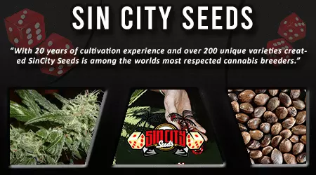 Sin City Cannabis Seeds