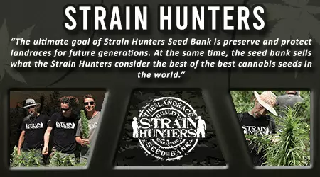 Strain Hunters Cannabis Seeds
