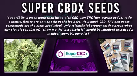 Super CBDX Cannabis Seeds