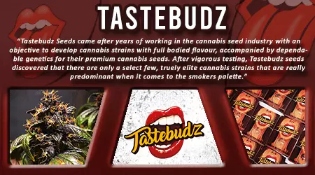 Taste Budz Cannabis Seeds