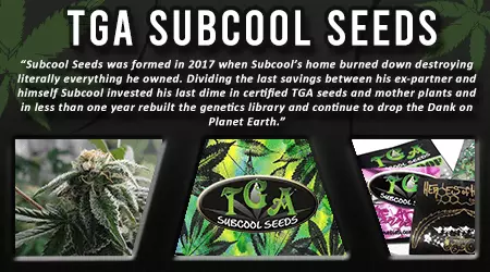 TGA Sub Cool Cannabis Seeds