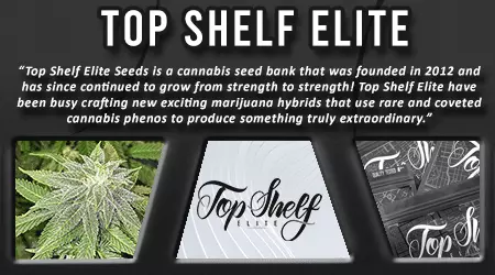 Top Shelf Elite Cannabis Seeds