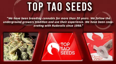 Top Tao Cannabis Seeds