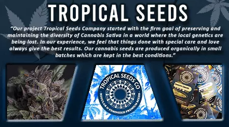 Tropical Cannabis Seeds