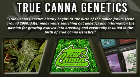 True Canna Cannabis Seeds