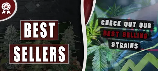 Best Selling Cannabis Seeds