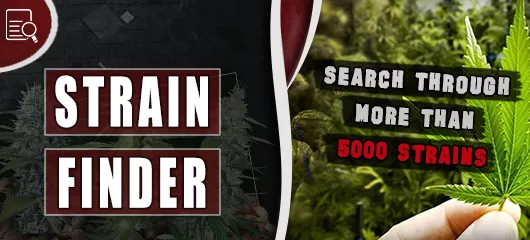 Cannabis Seeds Strain Finder